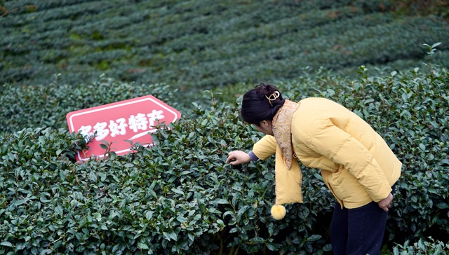拼多多;自营品牌;新拼姆;短期利润