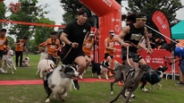 狗巴迪勇士赛上海开跑，260组人犬搭档闯关
