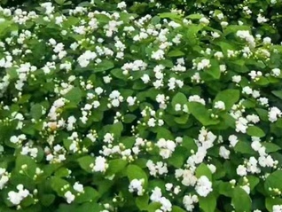 洪水打断横州茉莉花采摘期