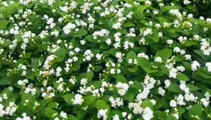 洪水;横州;茉莉花;采摘期
