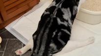 猫咪突发瘫痪被疑猫粮诱因，涉事品牌仍正常在售，伯纳天纯否认存在直接关联