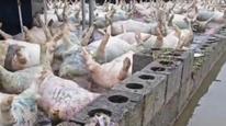 广西宾阳通报“大量死猪漂浮水面”