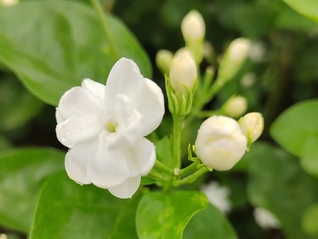 横州茉莉花价格暴涨但无花可卖