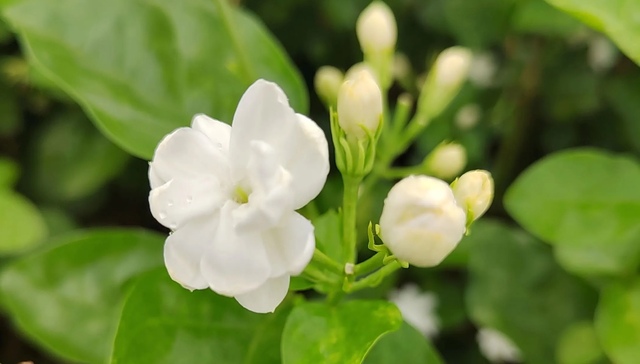 横州茉莉花;价格暴涨;无花可卖