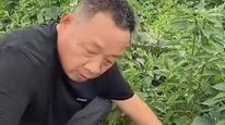 于东来收购甜瓜反向砍价带火一个村