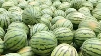 吃瓜啦！这份持续了五年的夏日清甜，既慰藉了酷暑中逐梦的青年，也为帮扶村瓜农打通销路，助学也助农！