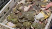 电商平台多家牛蛙抗生素超标，最高逾5倍，福建东山县组成调查组全面核查