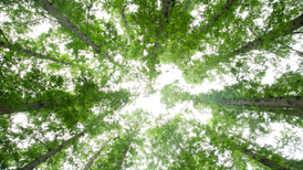 直通部委|生态环境法典首个配套司法解释发布 去年核电发电量同比增加7.6%