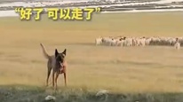 羊群横穿公路遇车辆驶来，牧羊犬霸气赶羊后向车主“示意”：处理好了，可以过了！