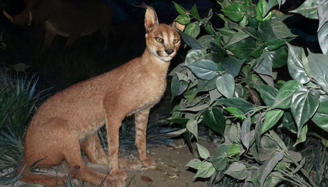 生态环境部;界面新闻;野猪野象;进城串门;野生动物栖息地破碎化
