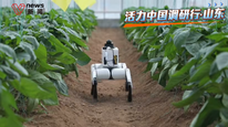 活力中国调研行丨机器狗当上“巡检员”，瓜果蔬菜“吹空调”，中国蔬菜之乡寿光大棚迭代升级