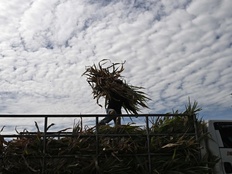 暴雨洪水和高温干旱纷至沓来，最强厄尔尼诺正引发全球性气候灾害
