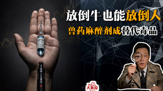 放倒牛也能放倒人， 兽药麻醉剂成替代毒品