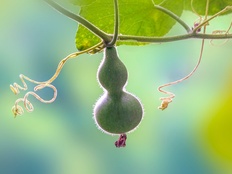 界面快评｜“葫芦娃爷爷”剪掉7个葫芦：私人空间不该被迫成公共景观