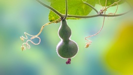 界面快评|“葫芦娃爷爷”剪掉7个葫芦:私人空间不该被迫成公共景观