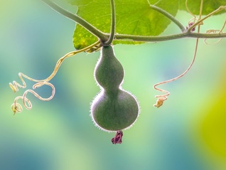 界面快评｜“葫芦娃爷爷”剪掉7个葫芦：私人空间不该被迫成公共景观