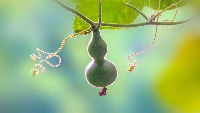 葫芦娃爷爷;剪掉7个葫芦;私人空间;公共景观;用户输入;文章标题;界面快评