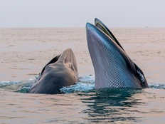 涠洲岛布氏鲸栖息地拟列入国家保护名录，今年曾发生渔船撞鲸事件