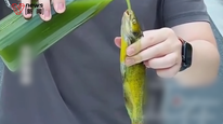 客服回应王饱饱广告被指虐待动物