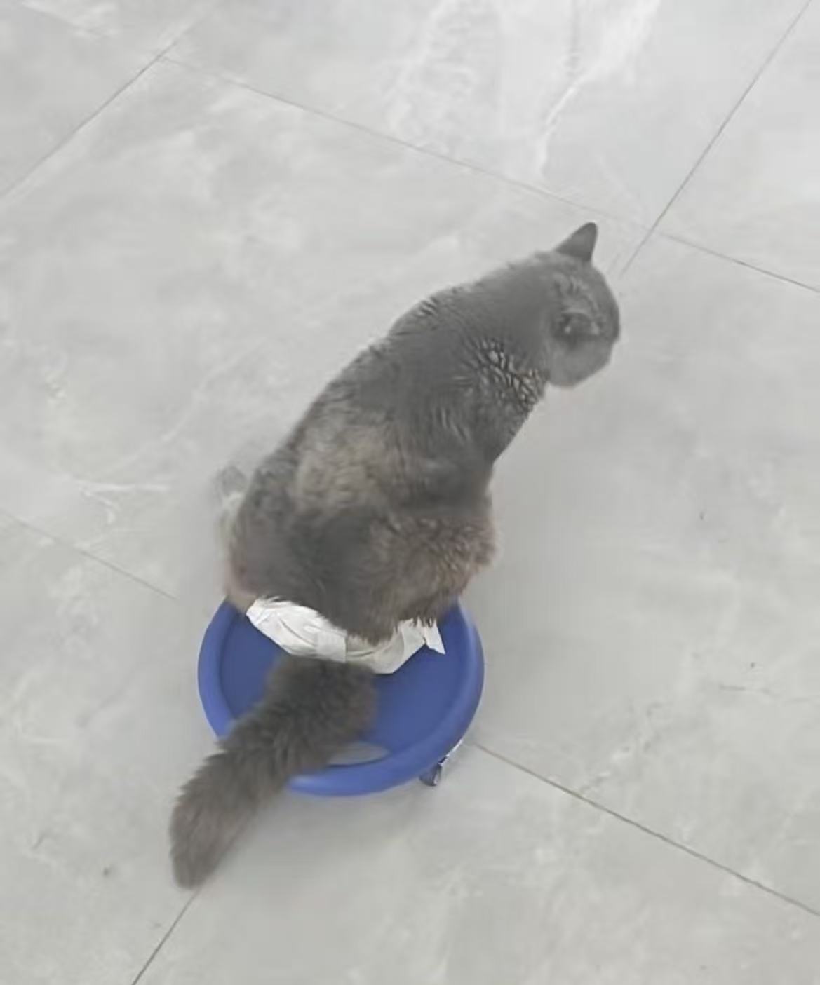 百家号:纸质万里通券-猫粮是否会导致上千只猫瘫痪仍难有定论