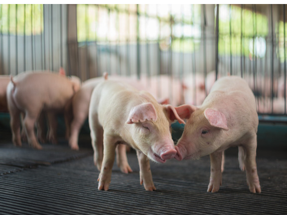 养殖板块持续下挫，牧原股份跌超3%，畜牧养殖ETF（516670）盘中持续溢价！