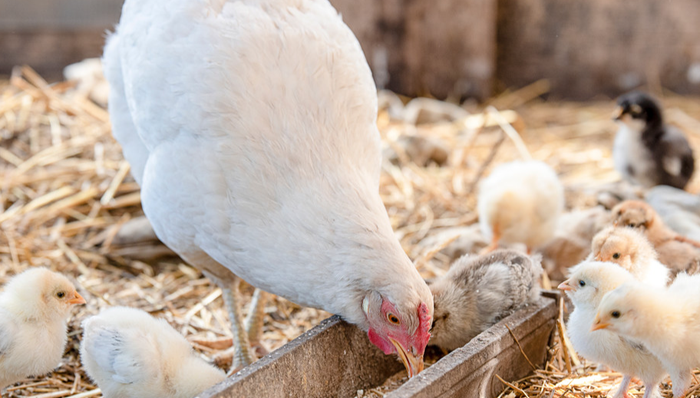 A股,立华股份,300761.SZ