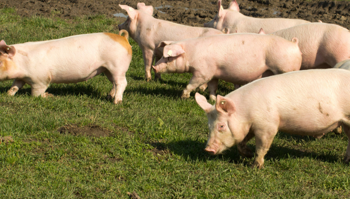 回盛生物,养殖,业绩