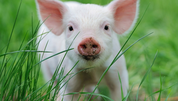 A股,温氏股份,300498.SZ