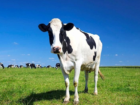 鹏都农牧,002505.SZ,肉牛产业