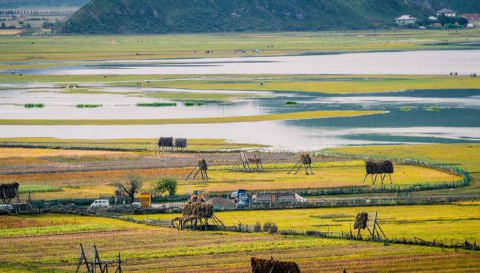 原生态牧业,业绩,饲料