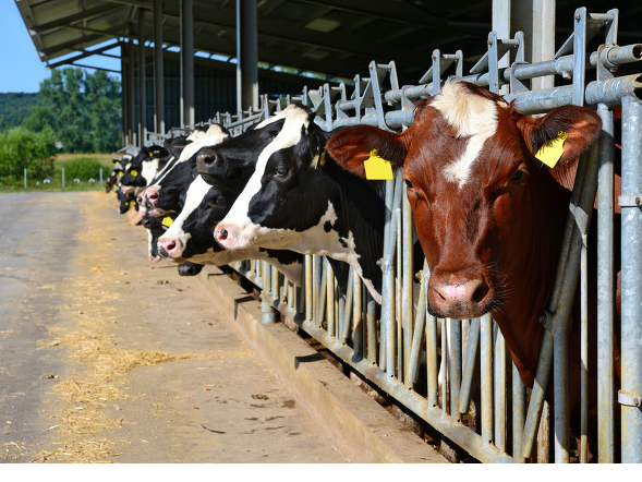 一头牛,主板,IPO