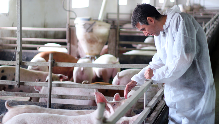 正大股份,主板,IPO