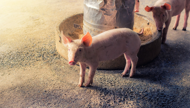 A股,播恩集团,001366.SZ