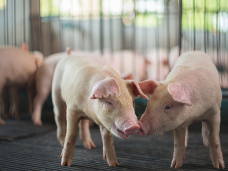 正邦科技,002157,生猪