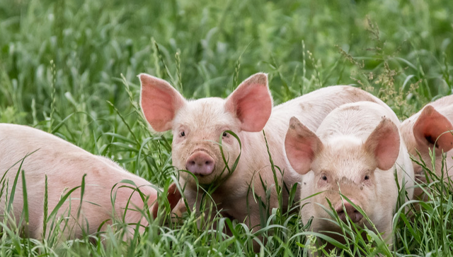对生猪养殖板块的未来走势怎么看？
