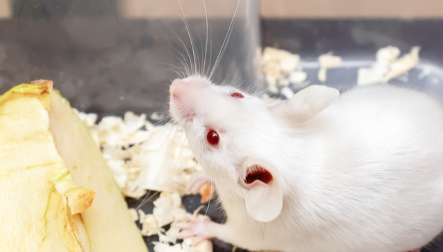 源飞宠物,001222.SZ