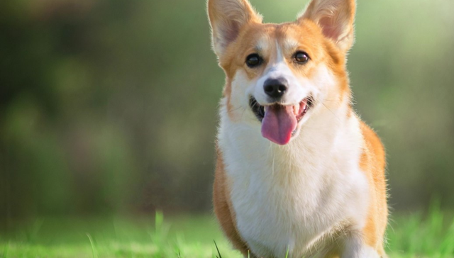 A股,依依股份,001206.SZ