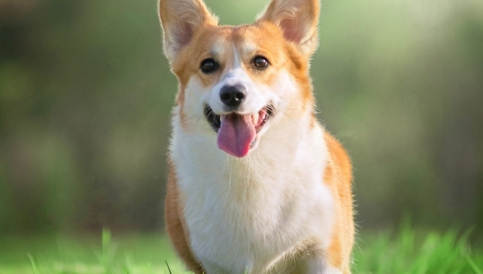 A股,中宠股份,002891.SZ