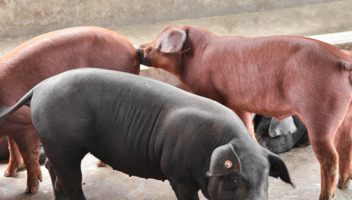 业绩预增,金马游乐