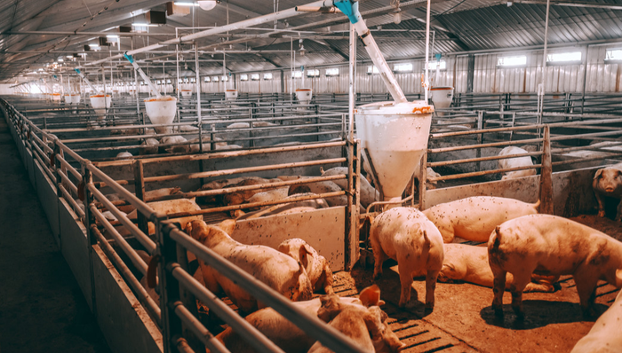 养殖ETF(516760)盘中震荡上涨，机构：猪周期预期反转机会再度来临！