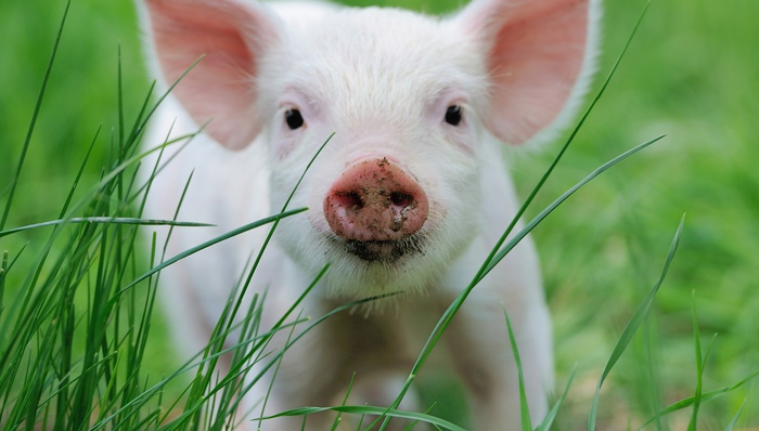 上海梅林,债务重组