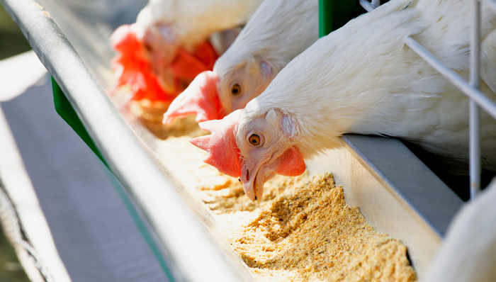 圣农新品首发“ 霸王鸡腿排”，品鉴武夷山水非笼养肉鸡品质