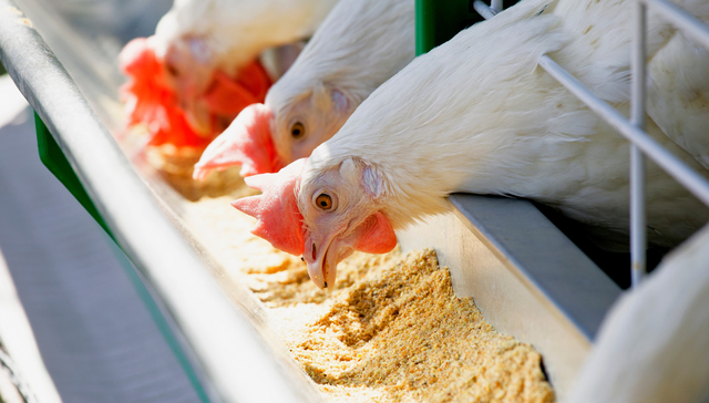 畜牧养殖,畜牧ETF(159867),晓鸣股份