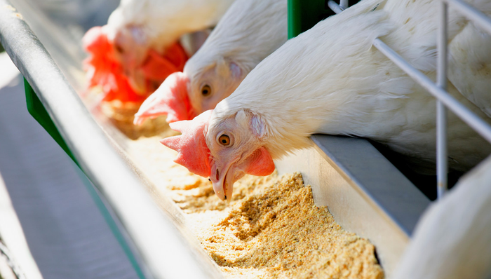 畜牧养殖,畜牧ETF(159867),晓鸣股份