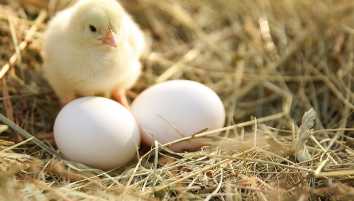 中证农业主题指数强势上涨，农业ETF(159825)上涨1.75%，成交额已超8081万元