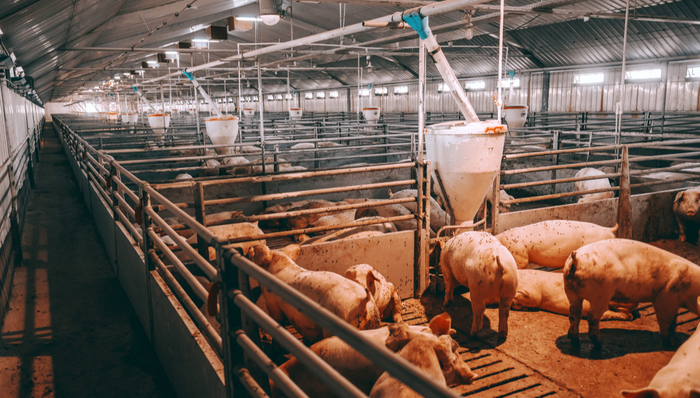 大北农,畜牧养殖ETF(516670),梅花生物