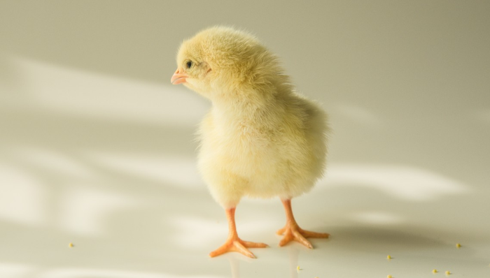 白羽肉鸡国货品牌取得新突破，“圣泽901”占有率近20%