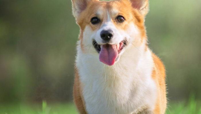 环球市场动态,宠物