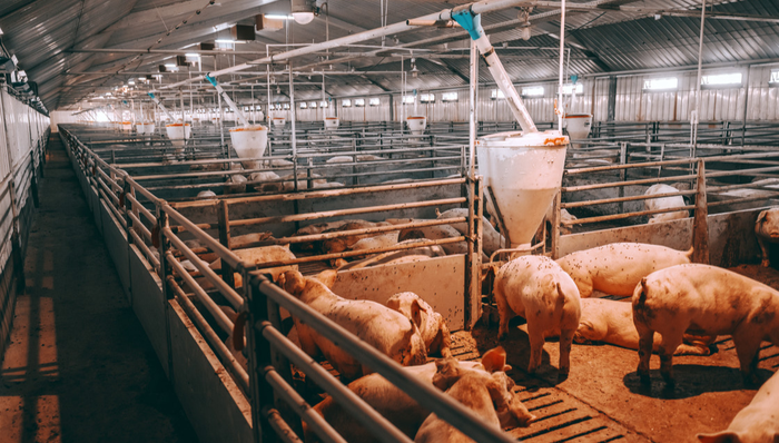 516670,ETF盘中快讯,第三批中央猪肉储备收储,上市公司