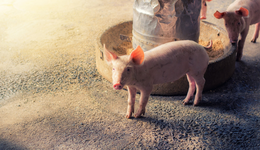 “超時五年半”的豬周期，開始有一絲亮光了